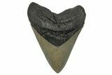 Serrated Fossil Megalodon Tooth - Quality Ocean Meg #258767-1